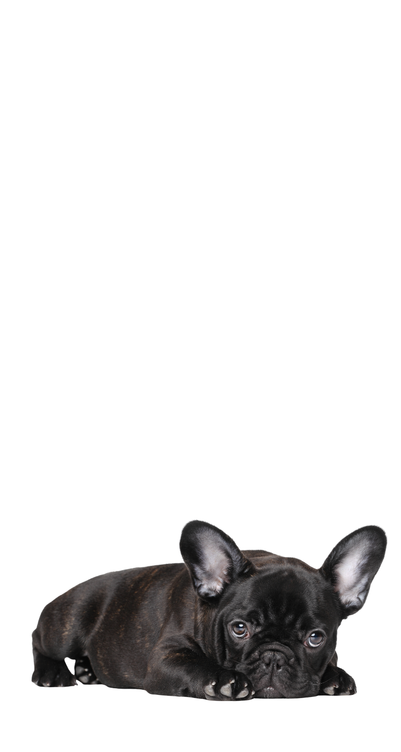 フレンチブルドッグ