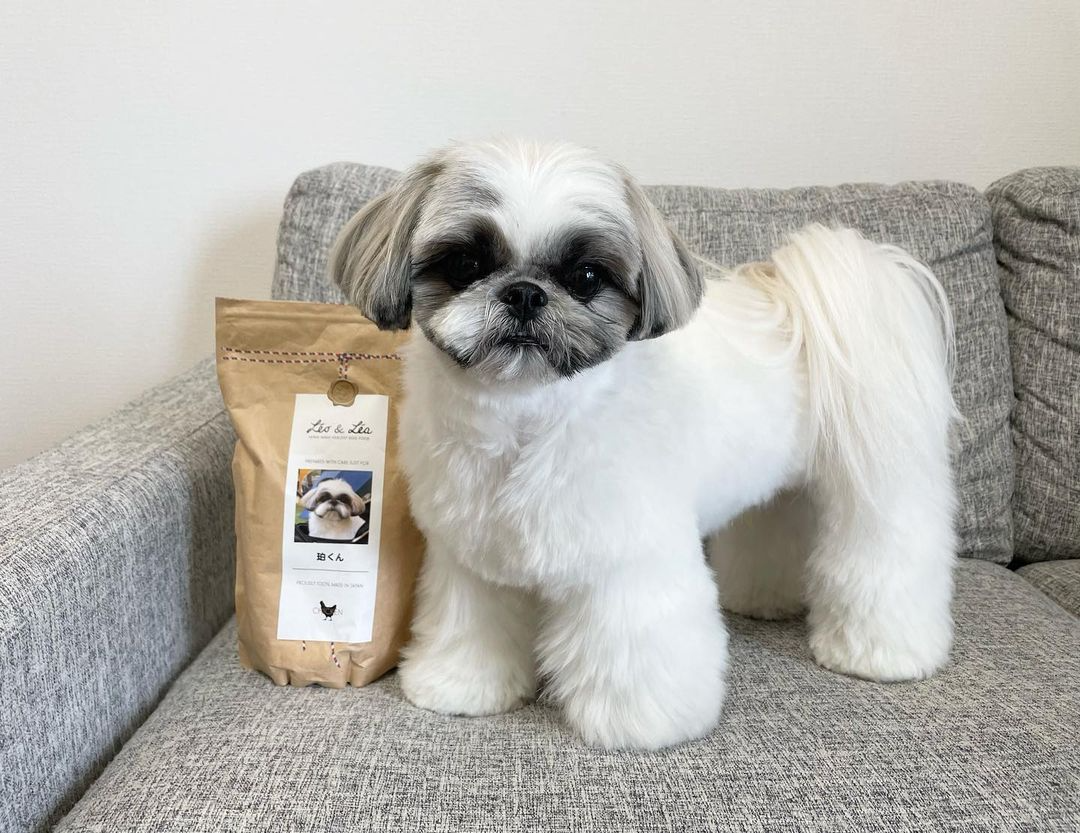 シーズーとパッケージ