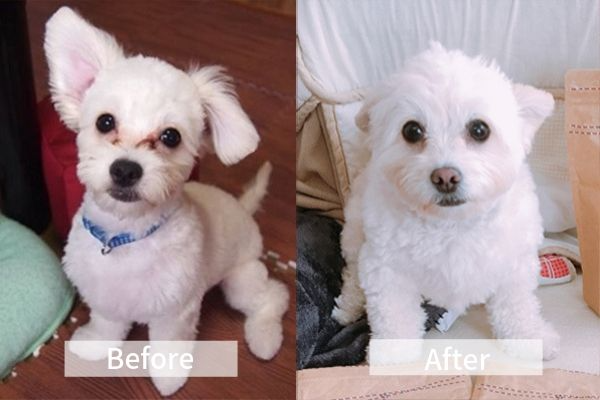 涙やけが酷かった愛犬のマルチーズが真っ白に。